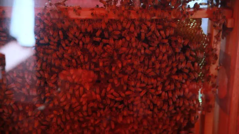 Abejas - Miel 